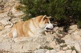 AKITA INU 231